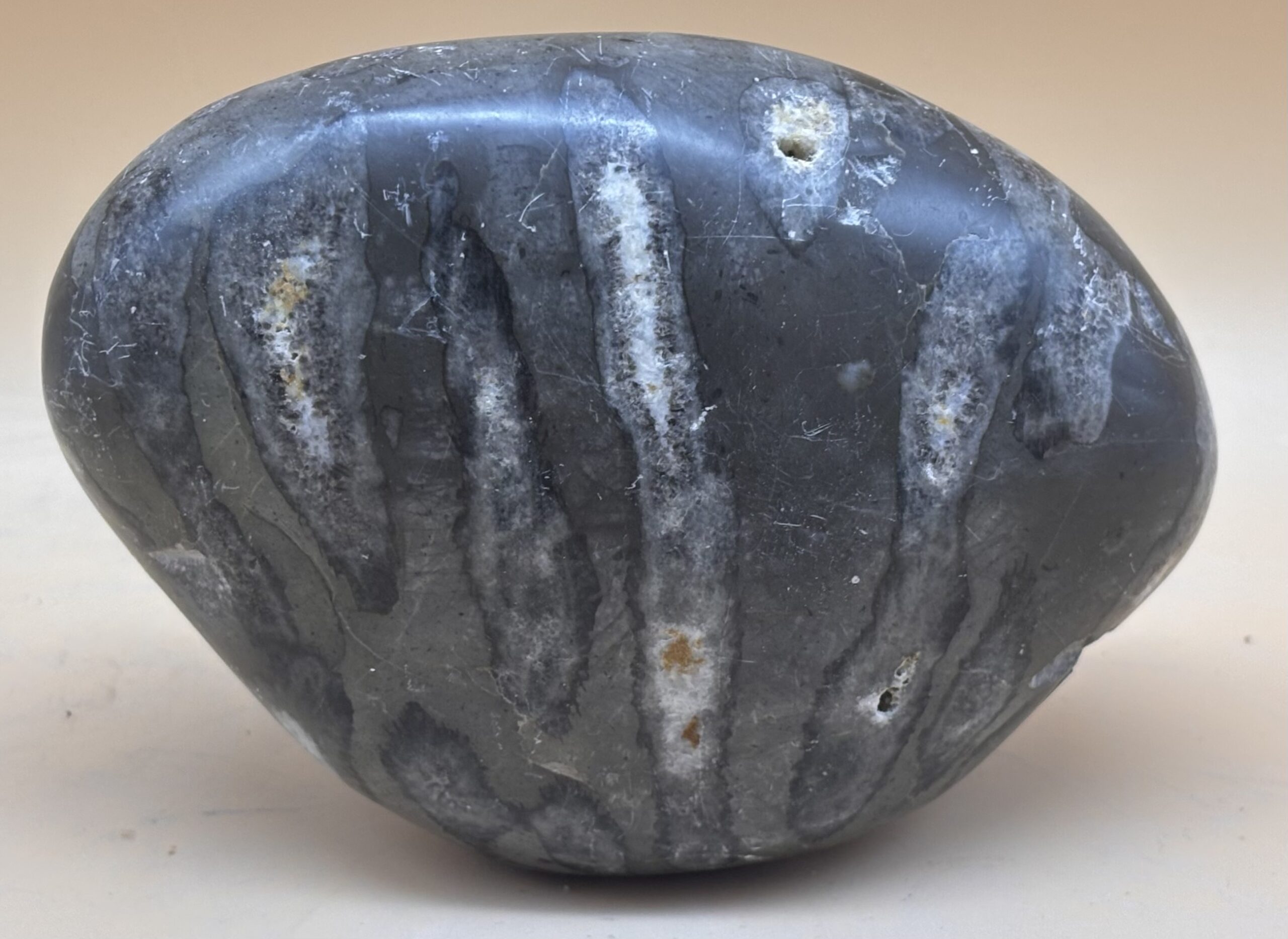 Koralle versteinert – Bild 2