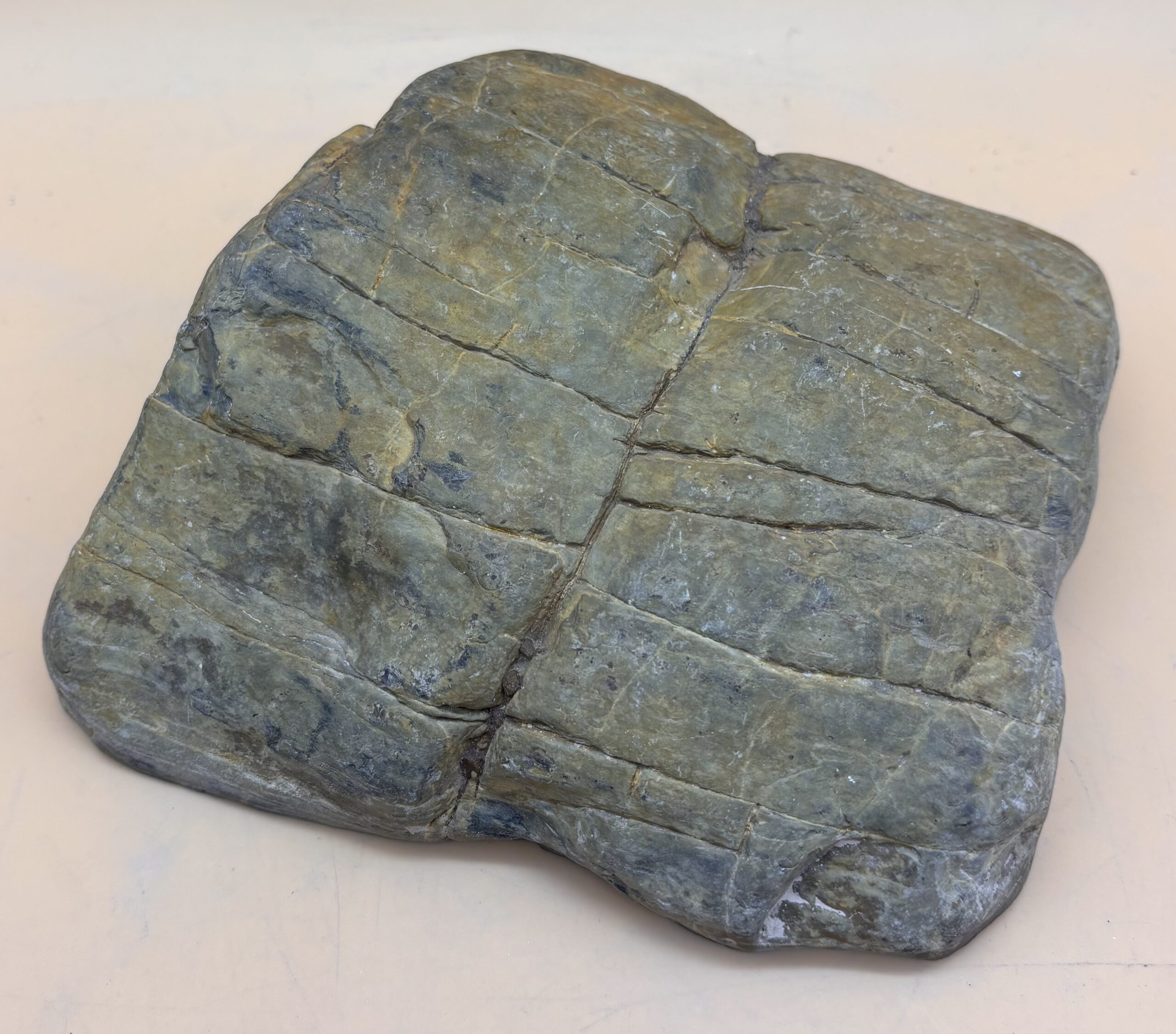 verkieseltes Holz – Bild 2