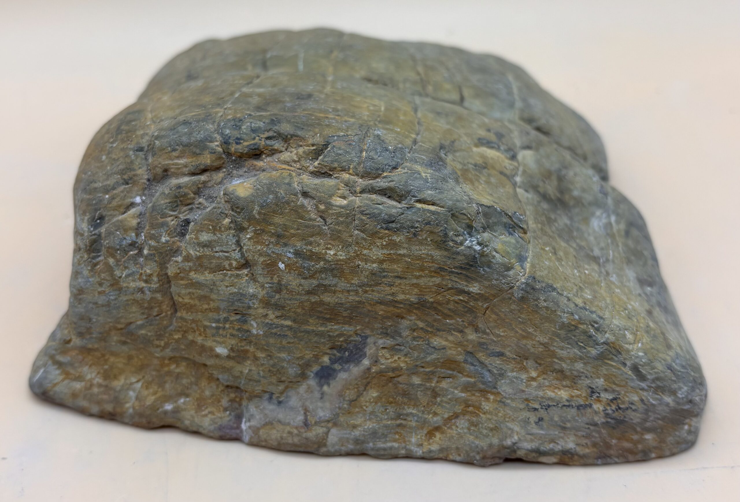 verkieseltes Holz – Bild 3