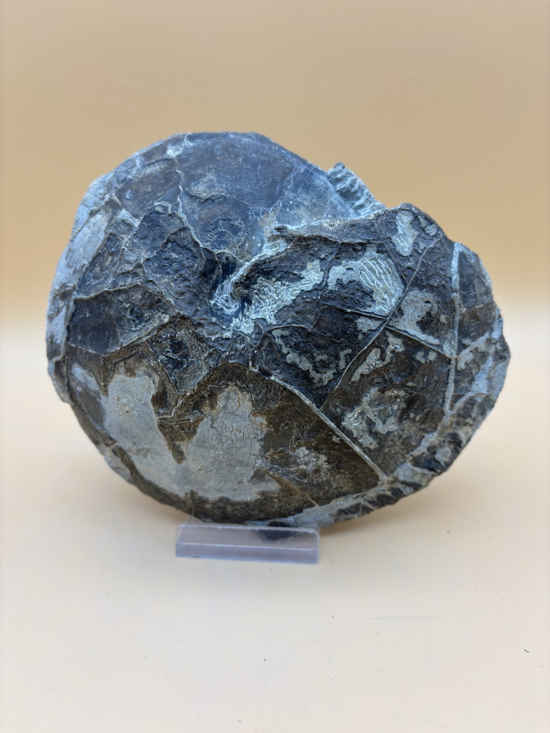 Diskuvelitis Ammonit