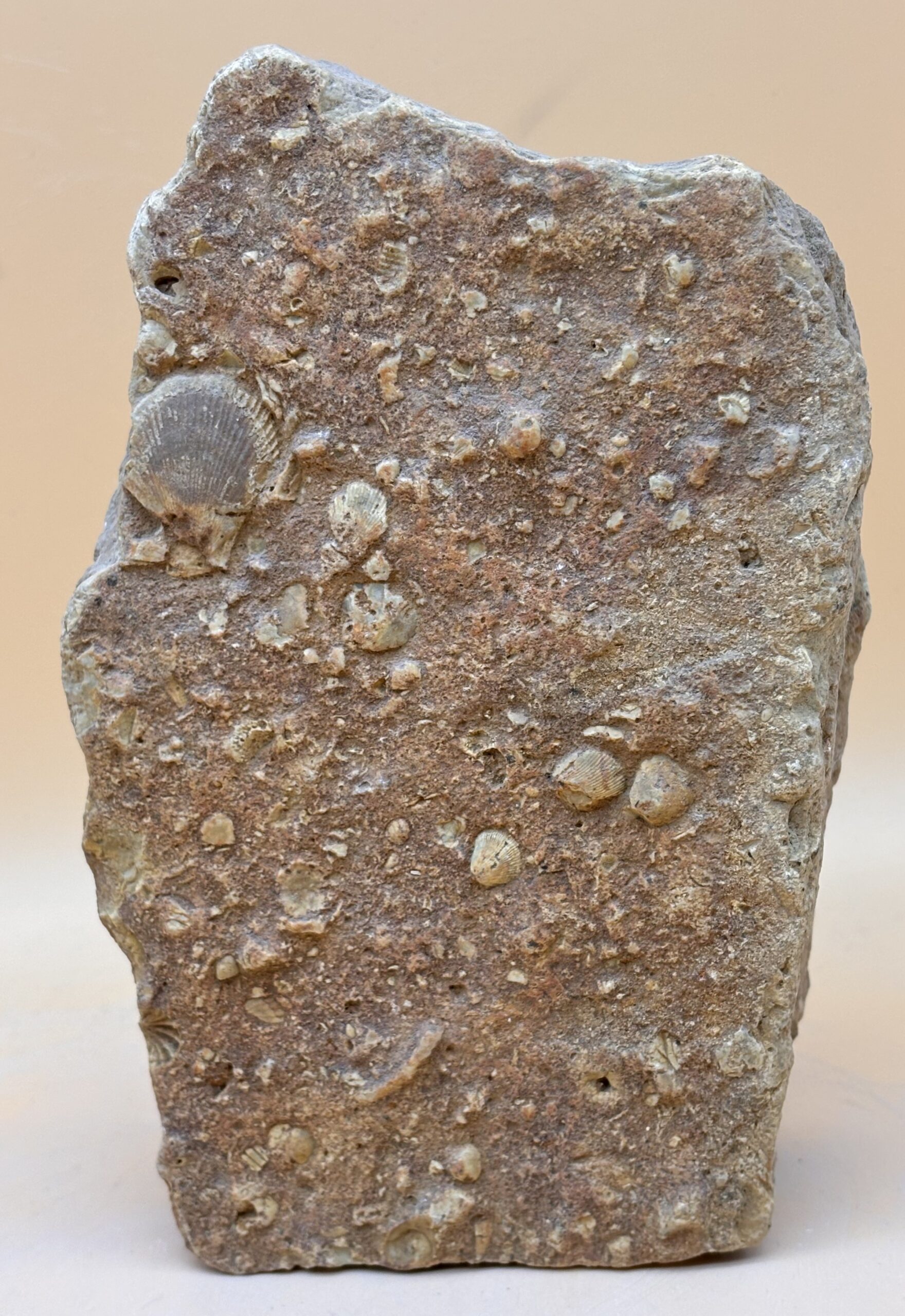 fossiler Meeresboden