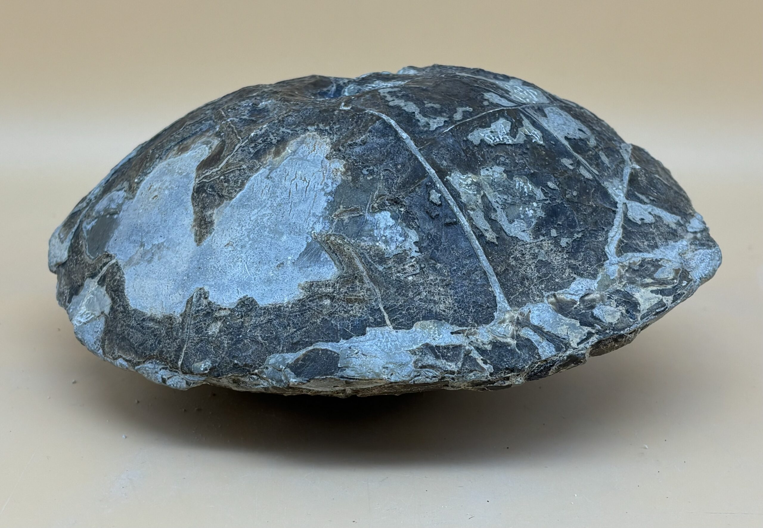 Diskuvelitis Ammonit – Bild 3