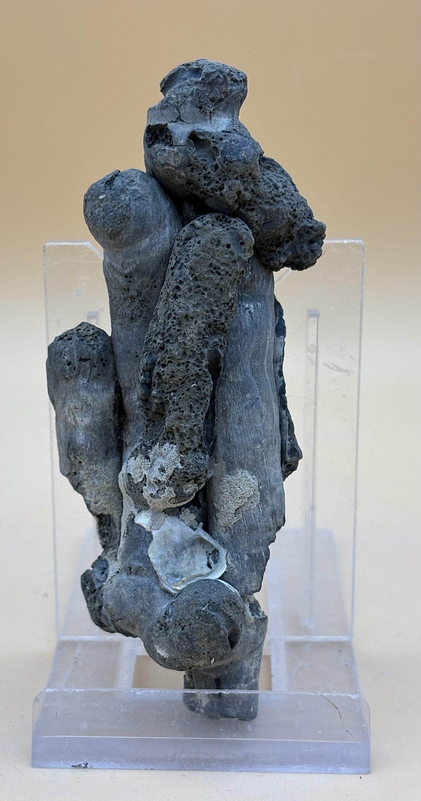 versteinerte Bohwurmgänge